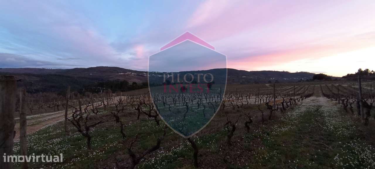 Quinta  Venda em Sezures,Penalva do Castelo - Grande imagem: 5/18