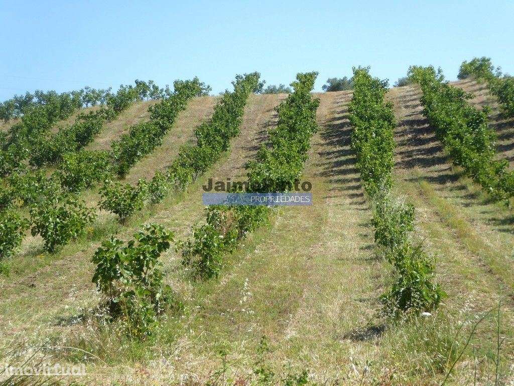 150.000m2 com Figueiras Biológicas, em Trás-os-Montes. Portugal, Mi... - Grande imagem: 4/9