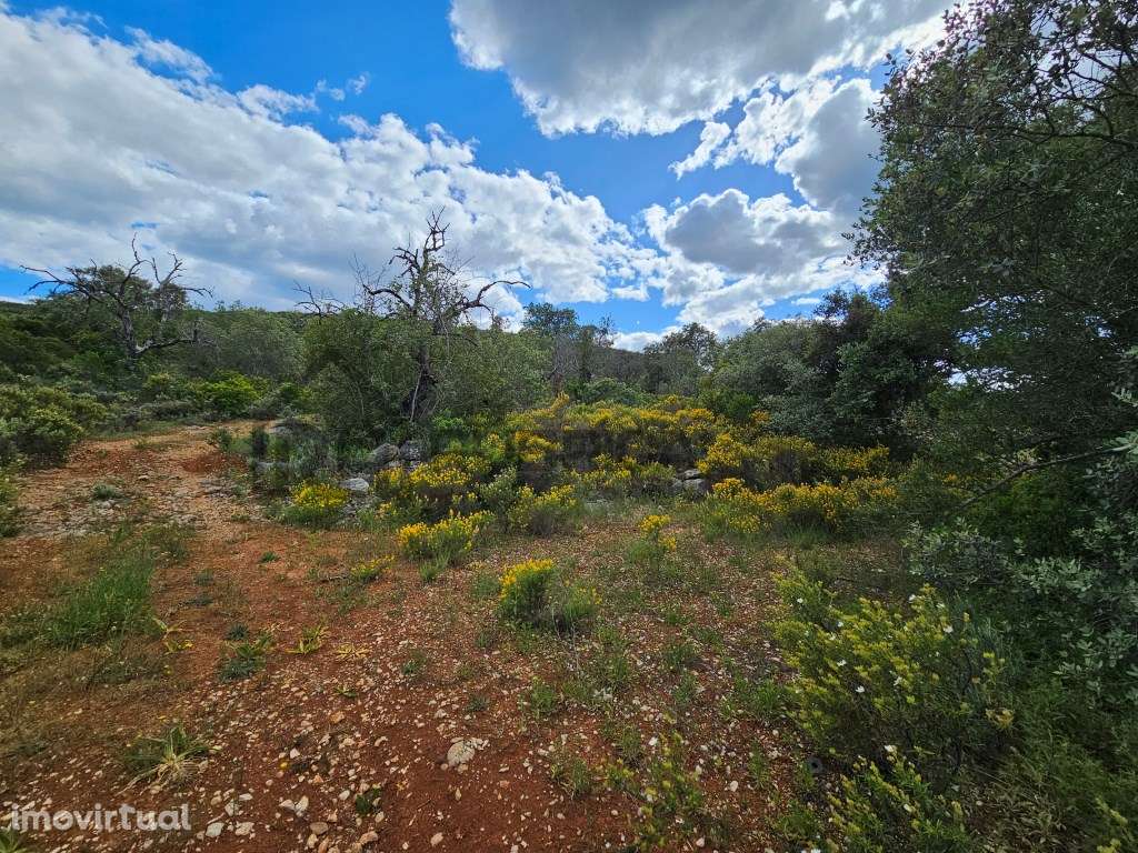 Terreno rústico junto a estrada a 5 minutos de Loulé - Grande imagem: 5/6