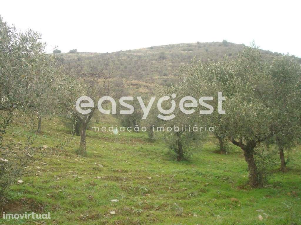 Terreno Rústico em Vila nova de Foz Côa. - Grande imagem: 5/11