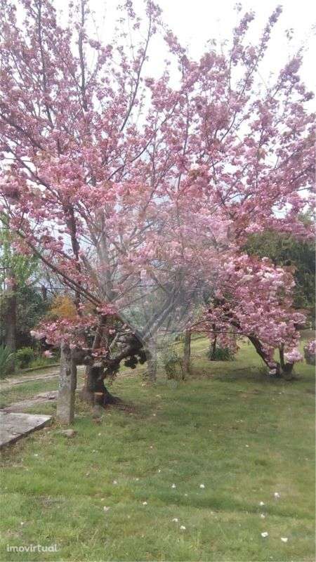 Quinta T5 para venda - Grande imagem: 3/50