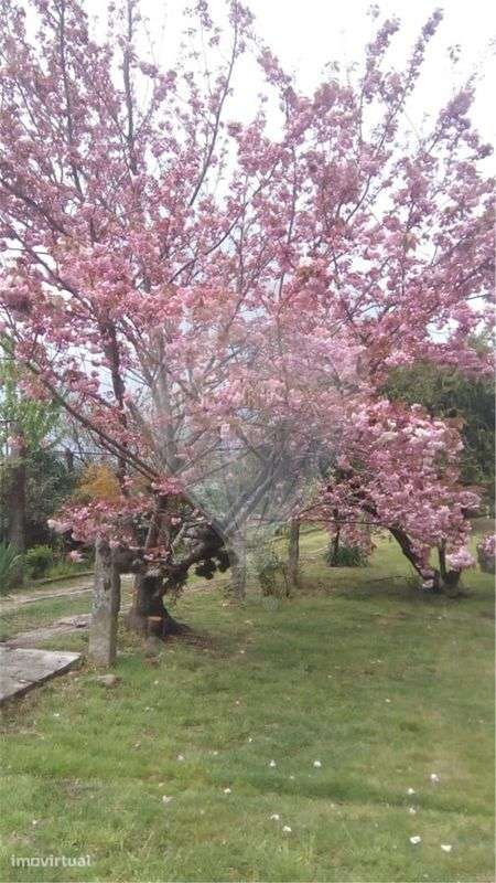 Quinta T5 para venda - Grande imagem: 3/50