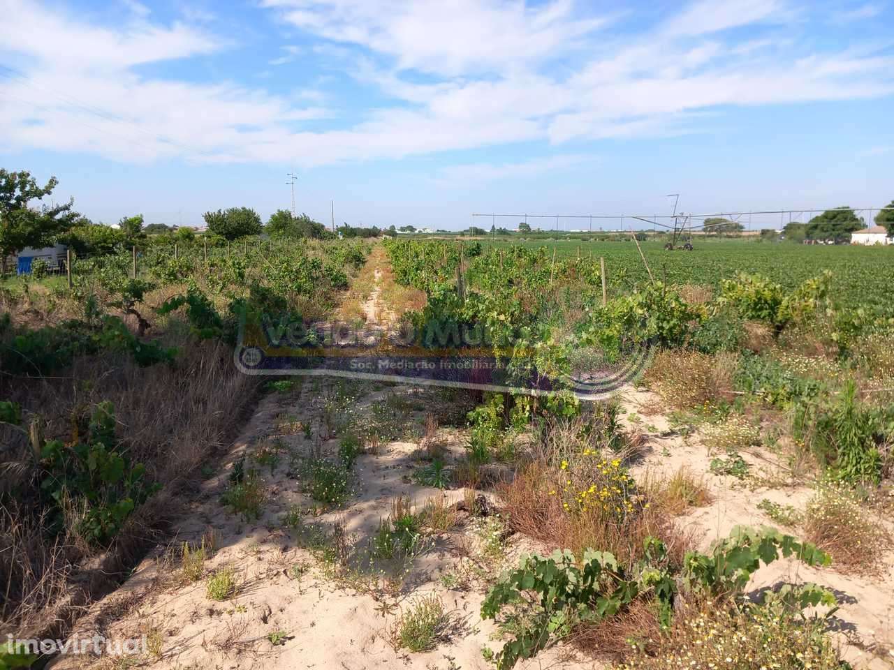 Terreno em Benfica do Ribatejo (BR029) - Grande imagem: 2/2