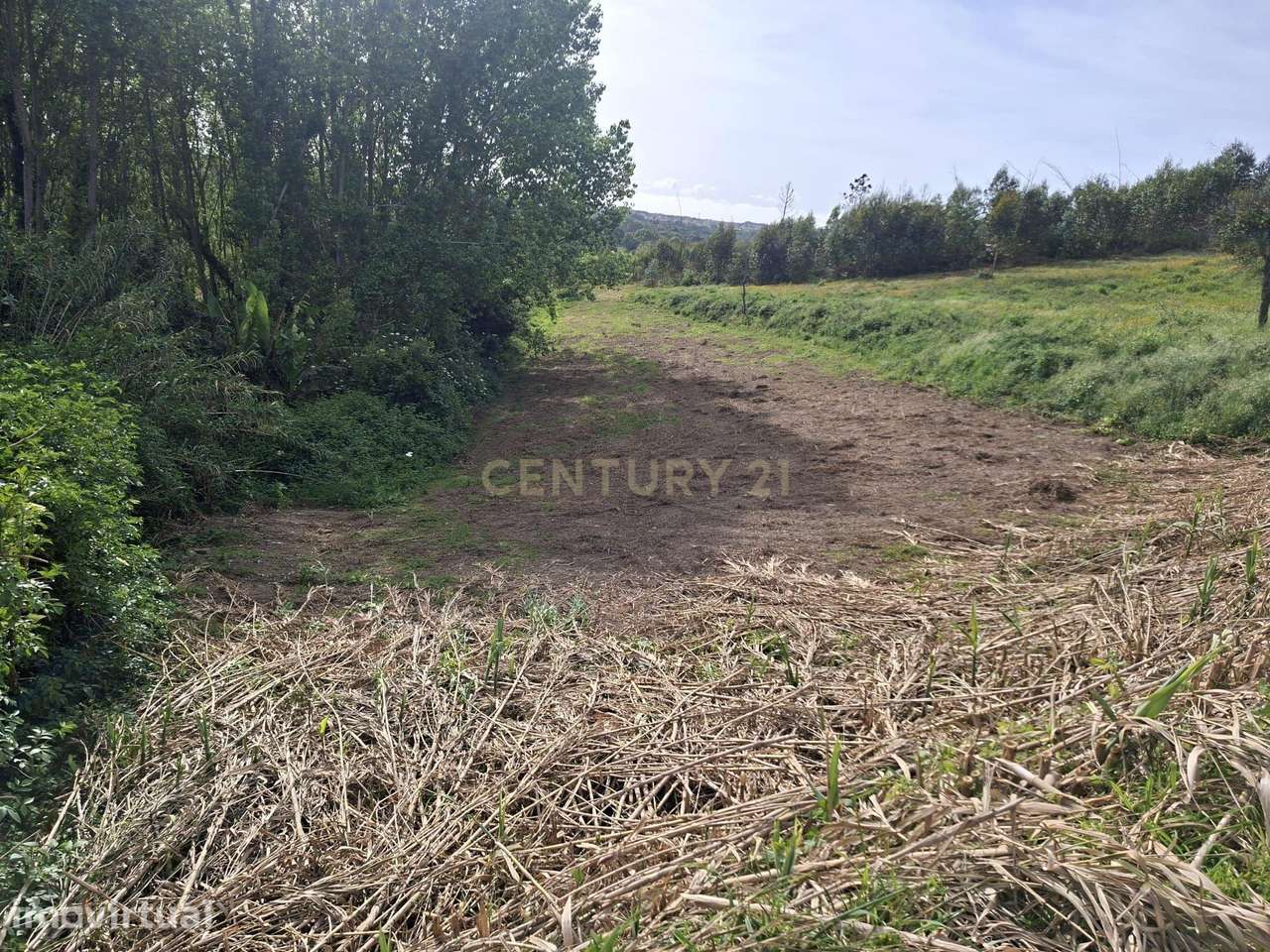 Terreno em Angeja, Albergaria a Velha - Grande imagem: 5/8