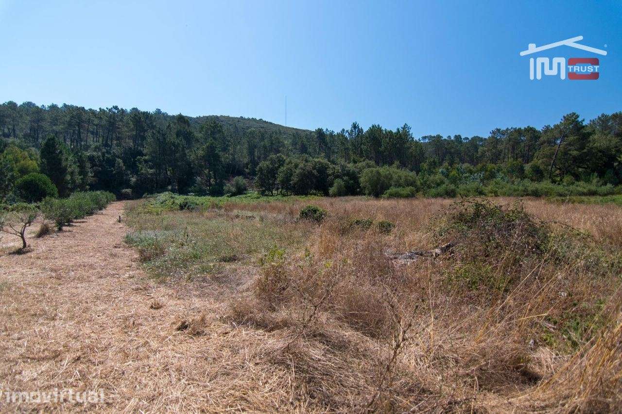 TERRENO RÚSTICO COM 2600 M2 PARA CULTIVO COM 10 OLIVEIRAS - Grande imagem: 3/6