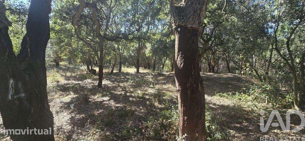 Terreno em Cadaval e Pêro Moniz