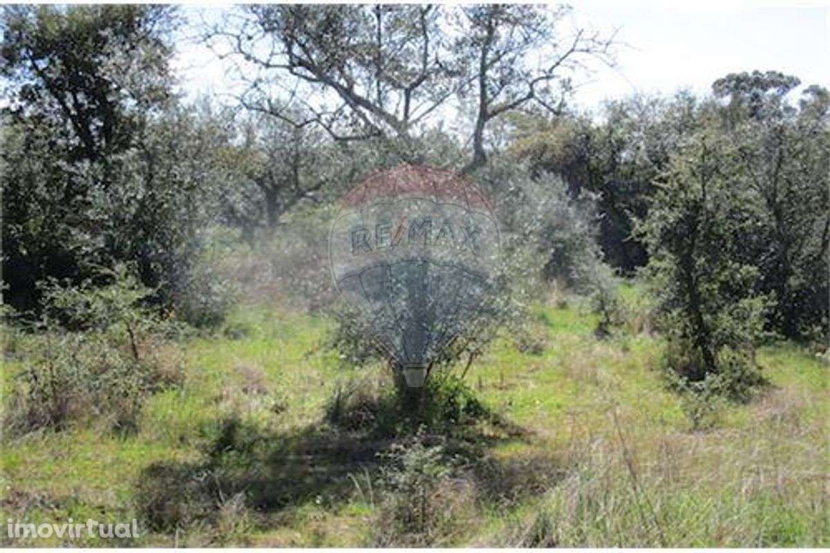 Quinta T0 para venda - Grande imagem: 2/19