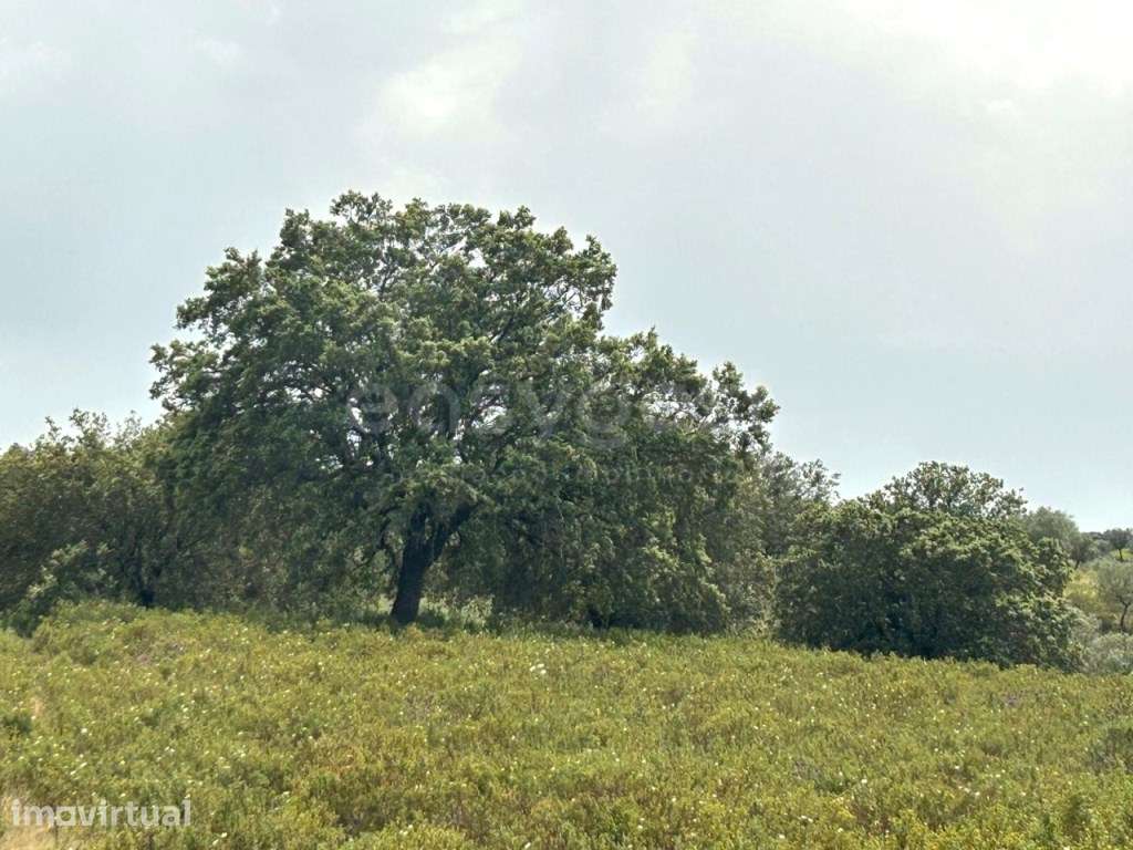 Herdade de 132 ha em Idanha-a-Nova investimento sólido com identida... - Grande imagem: 3/18
