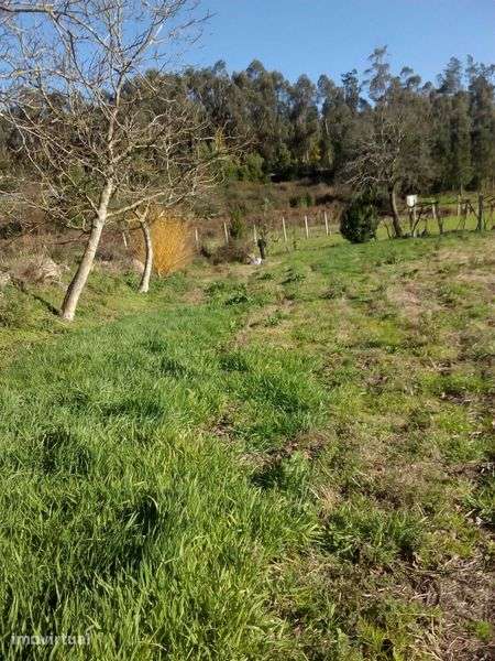 Terreno Agrícola - Grande imagem: 3/3
