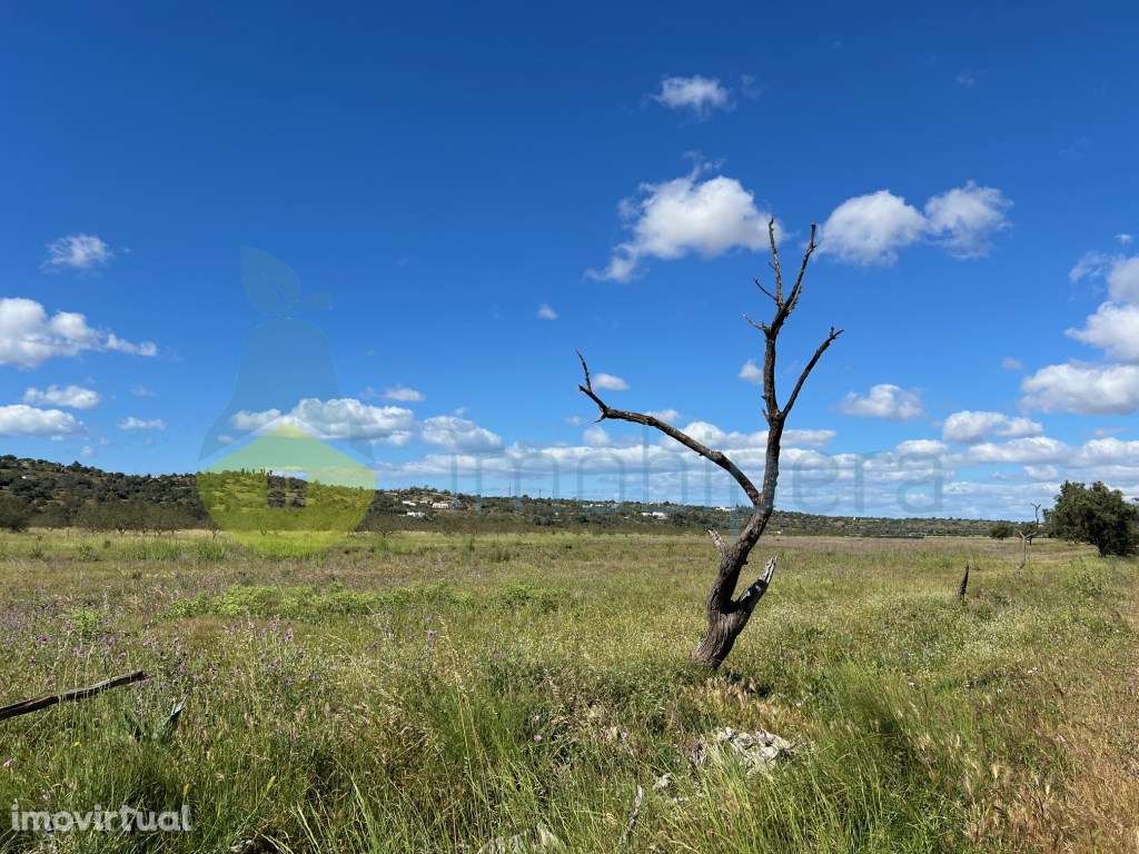 TERREO RÚSTICO PLANO NA VÁRZEA DE TUNES IDEAL PARA PAINEIS SOLARES - Grande imagem: 4/11