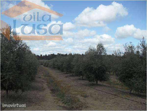 Herdade no Alentejo de Olival - Grande imagem: 2/2