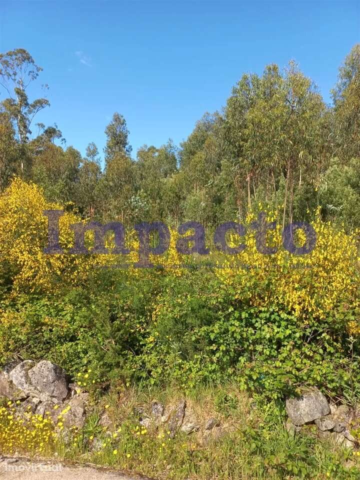 Terreno Rústico, Pinhal - Grande imagem: 3/6