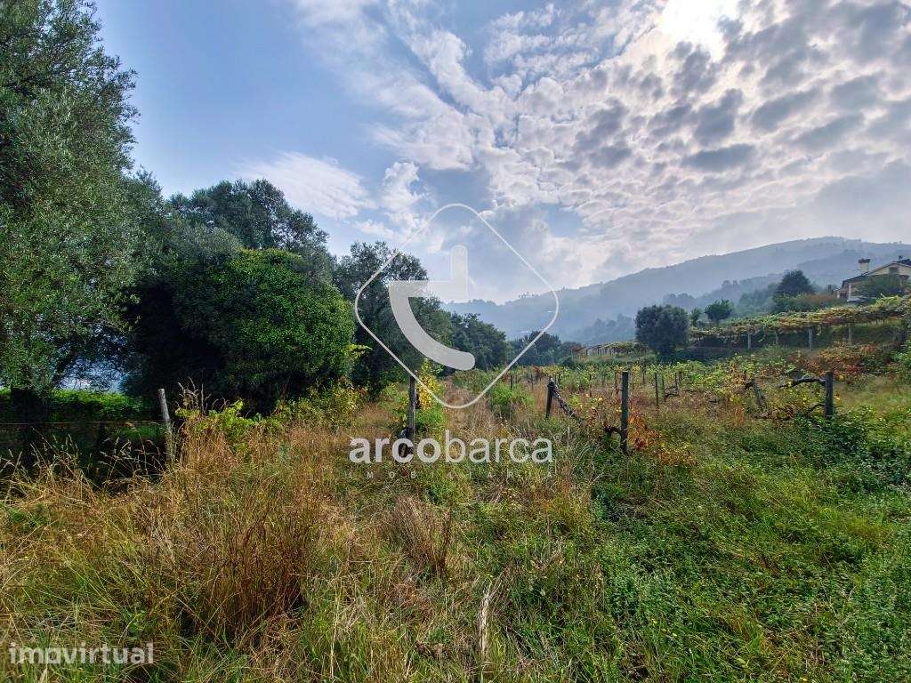 Terreno agrícola com vinha produtiva em Gondufe - Ponte de Lima - Grande imagem: 4/6