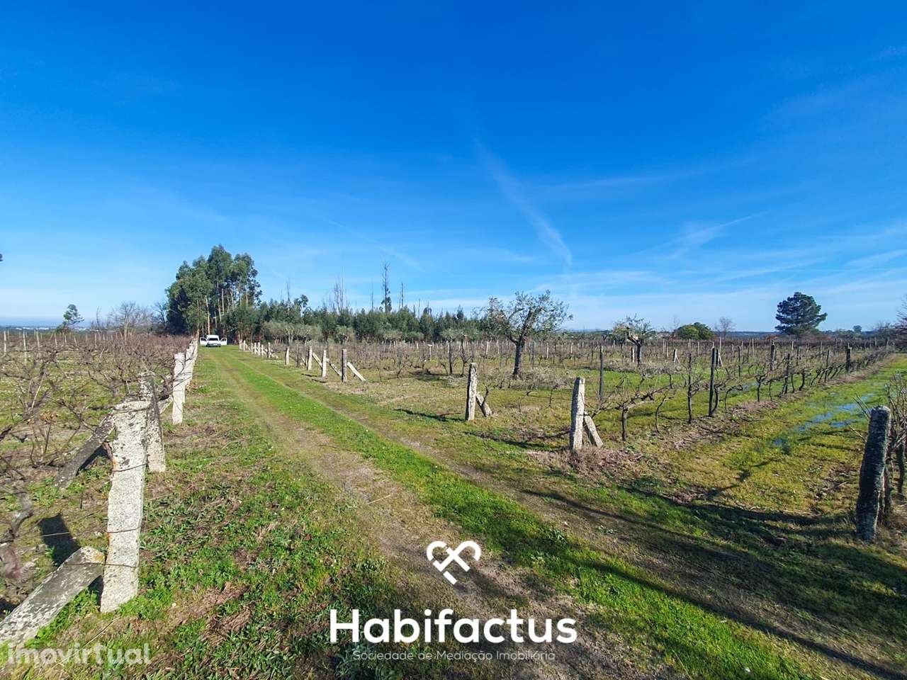 Quinta à venda com Produção de Uva e Azeite na Freguesia de Travancinh - Grande imagem: 2/9