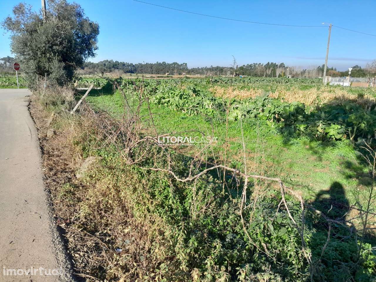 Terreno com 2 artigos em Mamodeiro - Grande imagem: 4/15