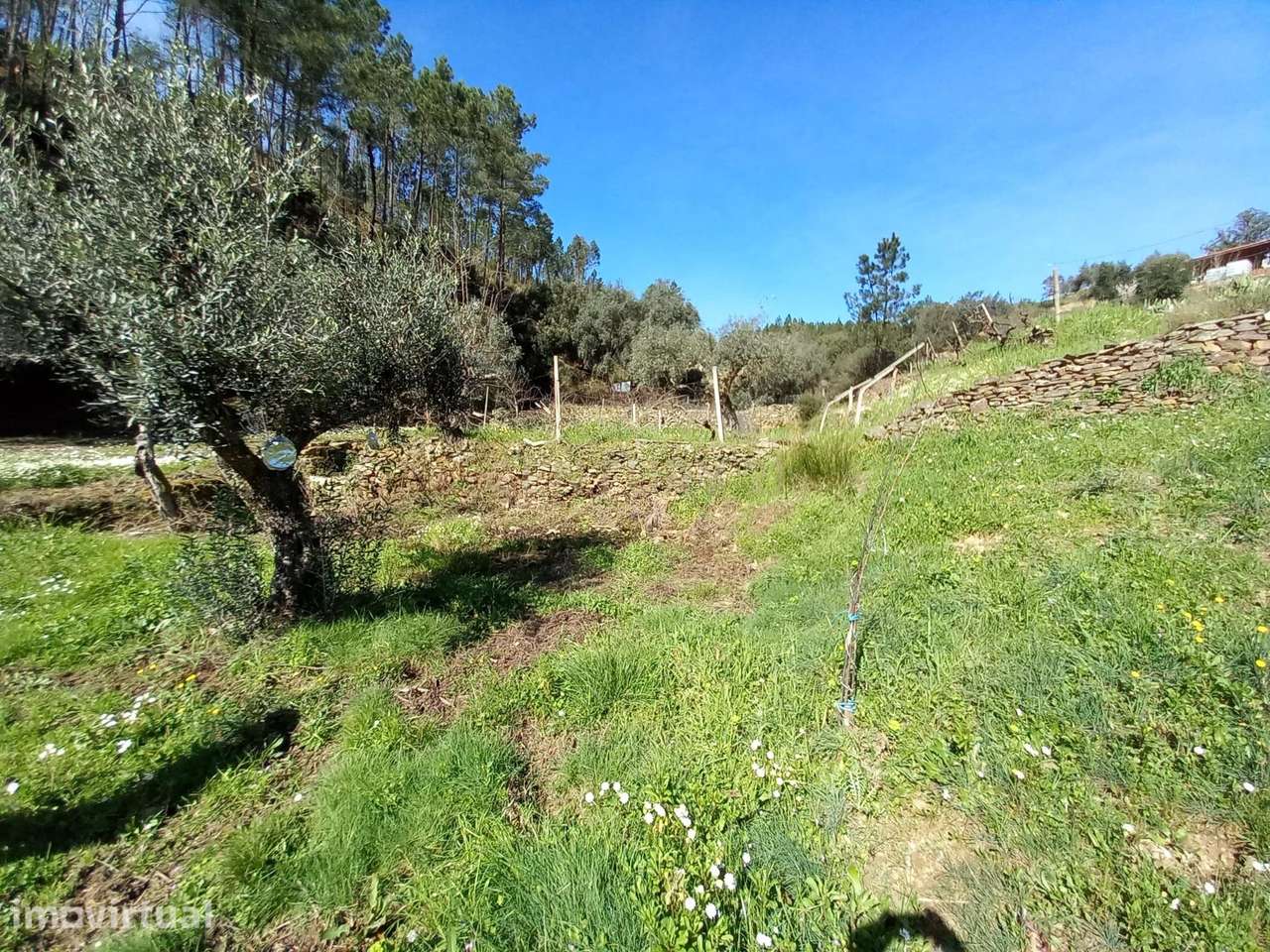 Terreno para Recuperação em Sarzedas, Castelo Branco - Grande imagem: 5/28