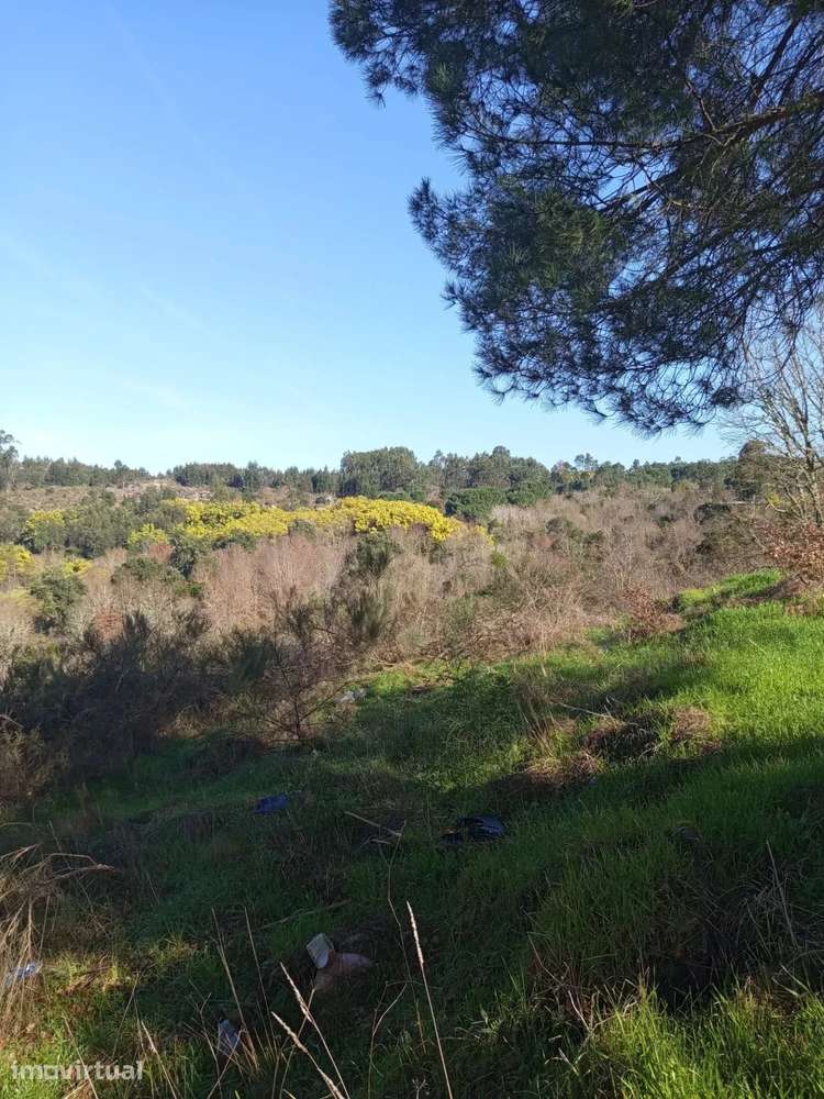 Terreno com 16 Hectares em Nelas - Grande imagem: 2/13