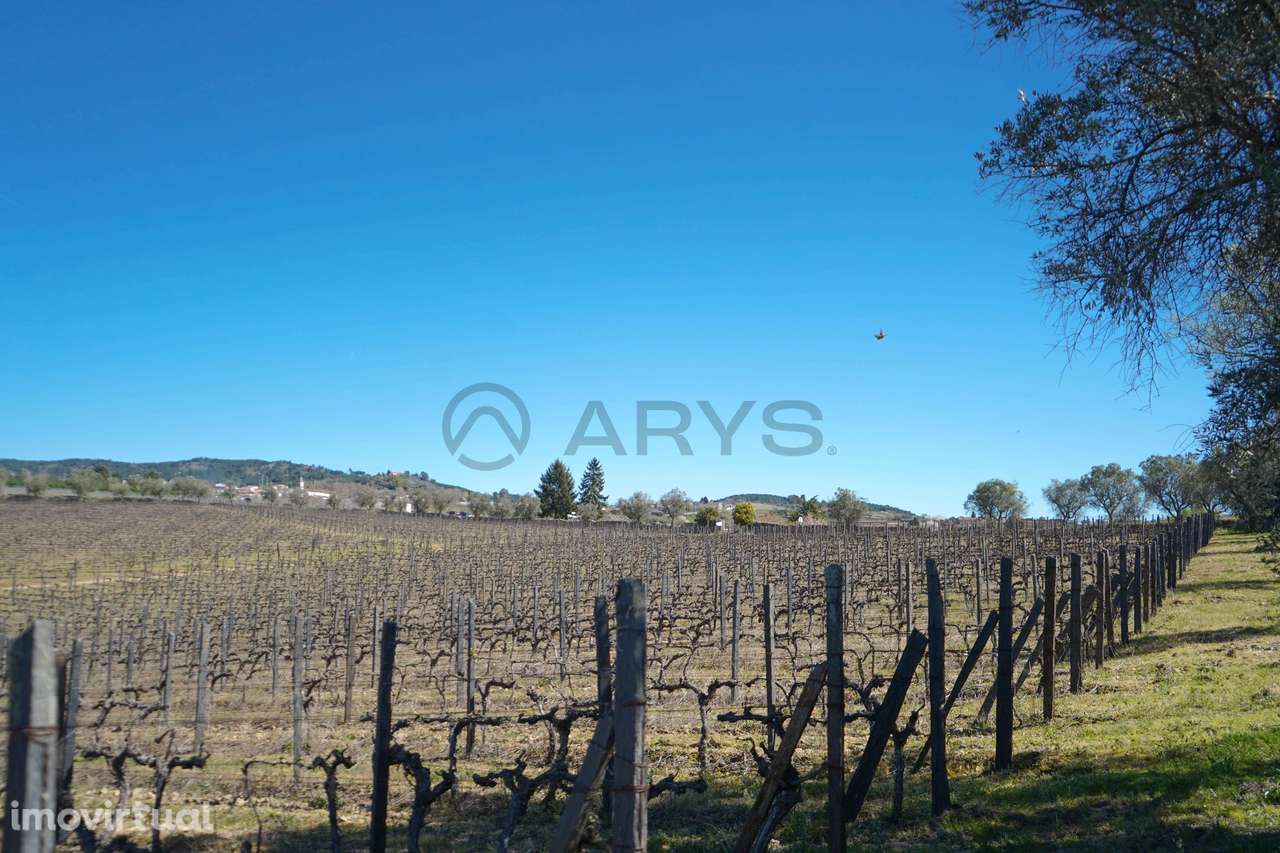 Quinta com vinha em Vila Real - Grande imagem: 4/28