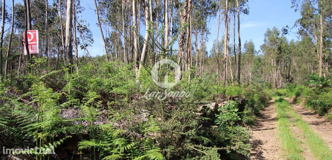 Bouça com 6.800m2 em Fradelos - Grande imagem: 2/5