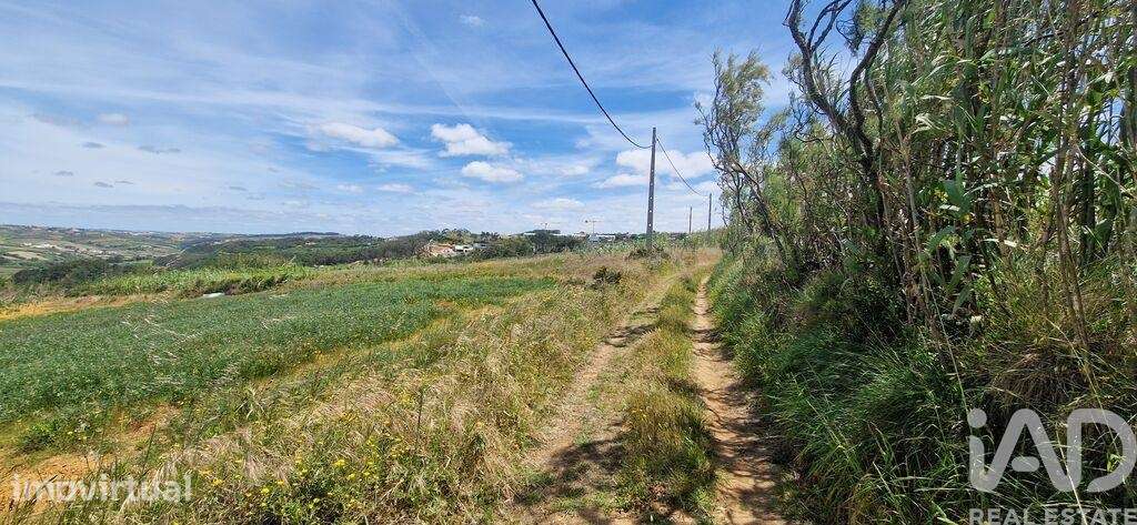 Terreno Agrícola em Santo Isidoro - Grande imagem: 5/19