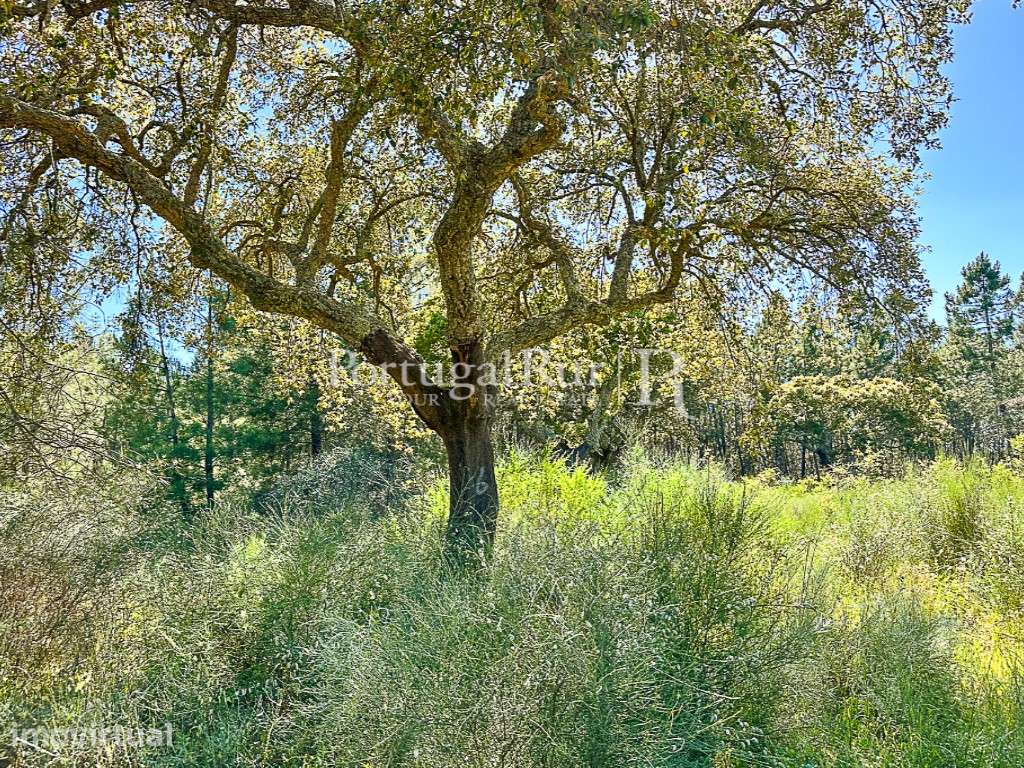 Quinta do Ponsulinho com 9,7 Hectares - Grande imagem: 4/13