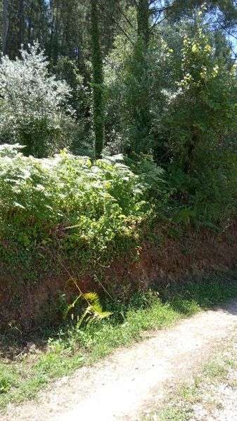 Terreno com pinhal e eucaliptos prontos a cortar - Grande imagem: 3/3