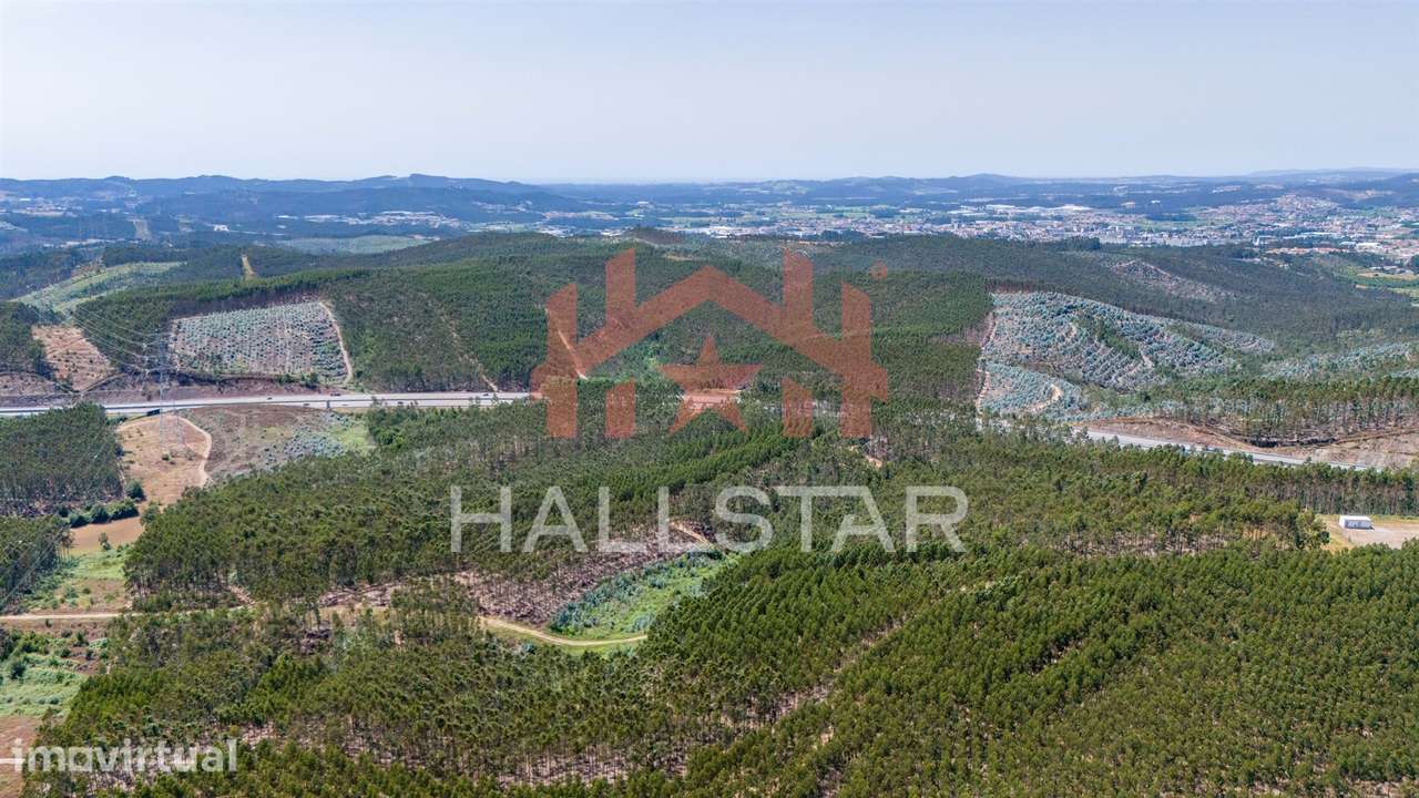 Terreno Florestal / Eucaliptal / 4 Hectares / Trofa - Grande imagem: 5/22