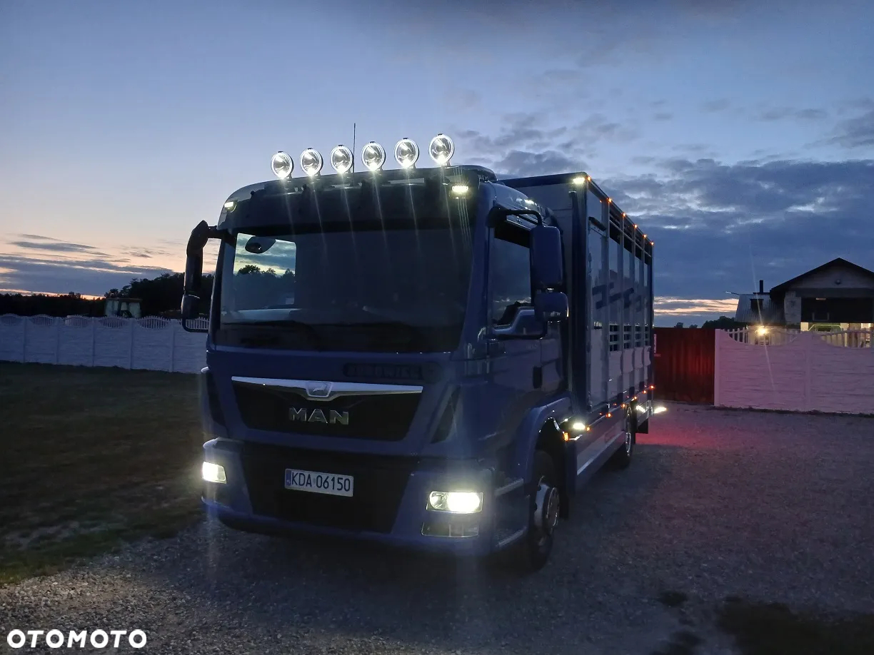 MAN TGM 15.250 DO ŻYWCA / ZWIERZĄT / BYDŁA / WAGA EL/. EURO 6 / DŁ. 5.20M /XENON - 37