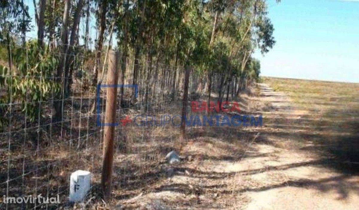 Prédio rústico com 24 hectares na Freguesia de São Teotónio, Odemira - Grande imagem: 3/11