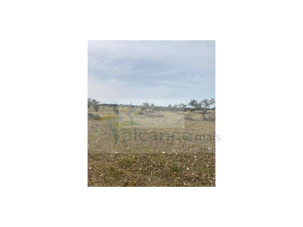 Terreno Agrícola com 5,775 hectares para venda em Vila Nova de São ... - Grande imagem: 2/13