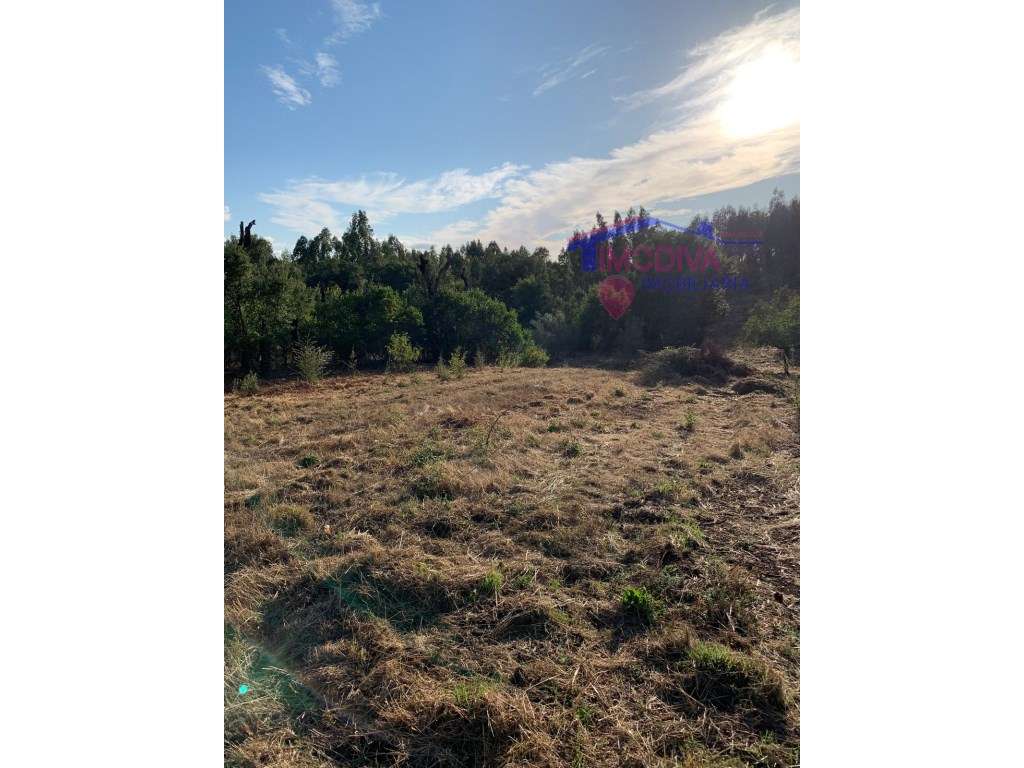 Terreno rústico de pinhal e mato em Vila Facaia - Grande imagem: 2/4