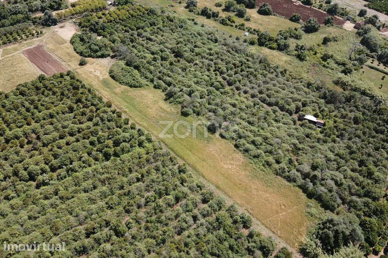 Terreno Rústico em Vilarinho com 2.200m2, Messines - Grande imagem: 3/11