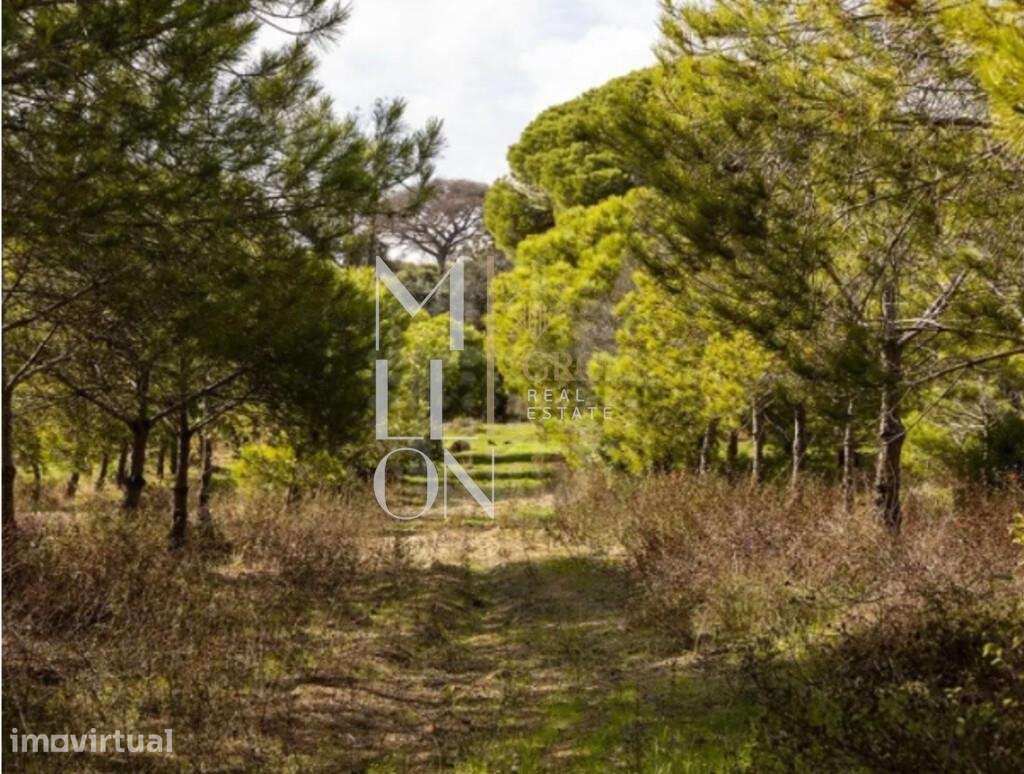 Quinta de 17 Hectares em Porches | A 5 Minutos do Mar | Potencial Turí - Grande imagem: 2/7
