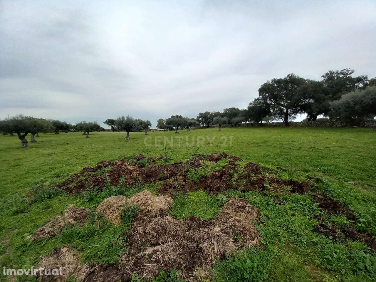 Herdade com 17,2ha na localidade de  Zebreira - Grande imagem: 2/34