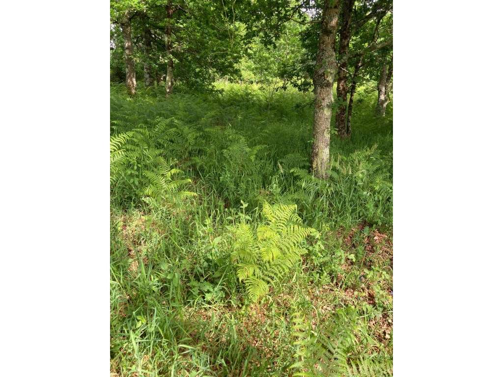 Terreno com PIP Aprovado e 4.040 m² | Formariz, Paredes de Coura - Grande imagem: 4/10