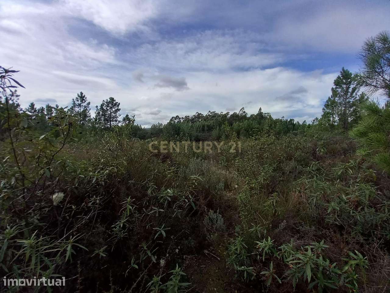 Terreno Rustico com 6120 m2 Vale da Pereira-Santo André das Tojeiras - Grande imagem: 2/8