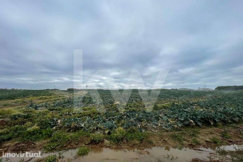 Terreno Agrícola em Peniche com mais de 1ha - Atouguia da Baleia - Grande imagem: 3/14