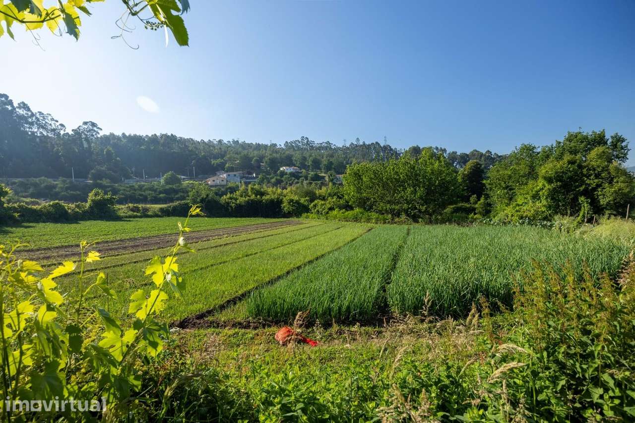 Quinta Tradicional com Vista de Campo em Penafiel - Grande imagem: 2/22