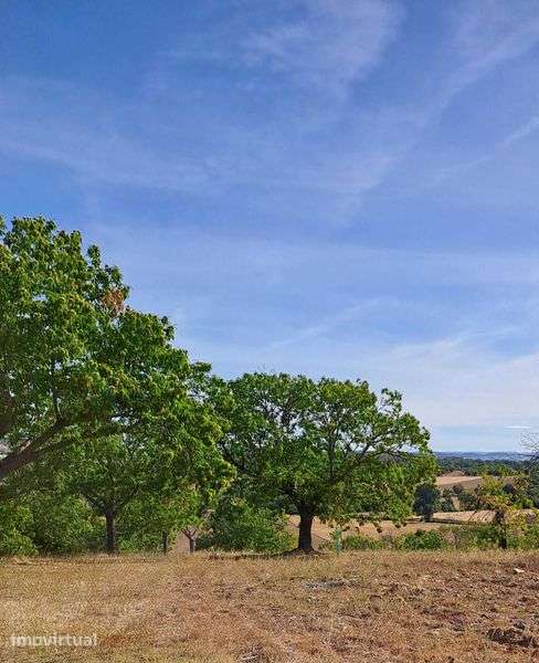 Vende-se Terreno com castanheiros (7 hectares) - Bragança