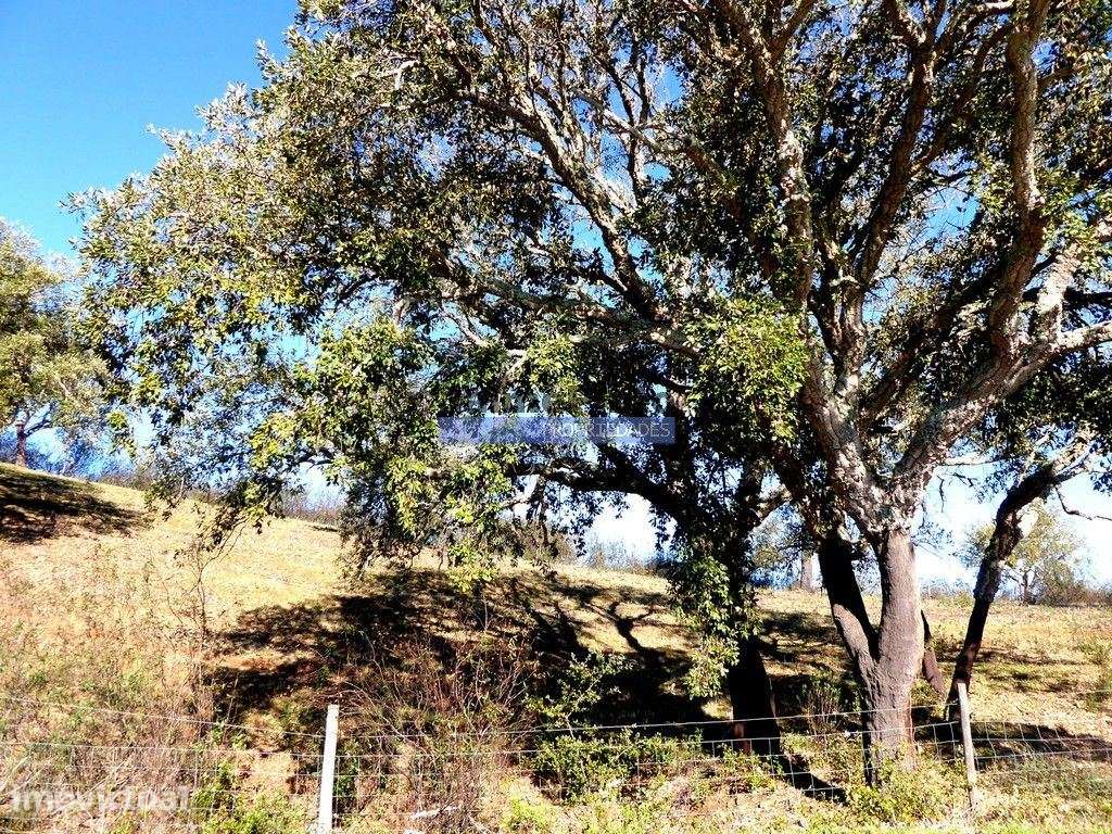 205ha com casa e CORTIÇA, na Serra do Caldeirão. Portugal, Beja, Al... - Grande imagem: 5/7
