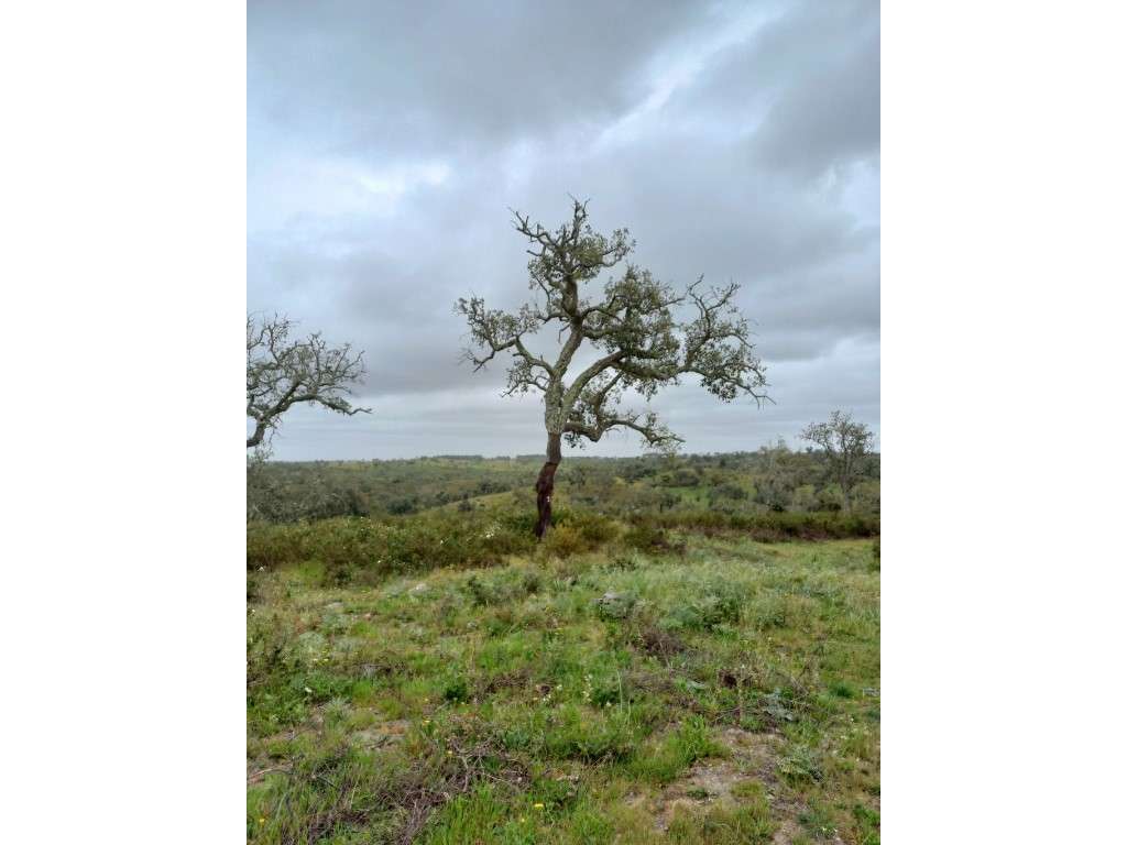 Terreno - Grândola - Grande imagem: 4/6