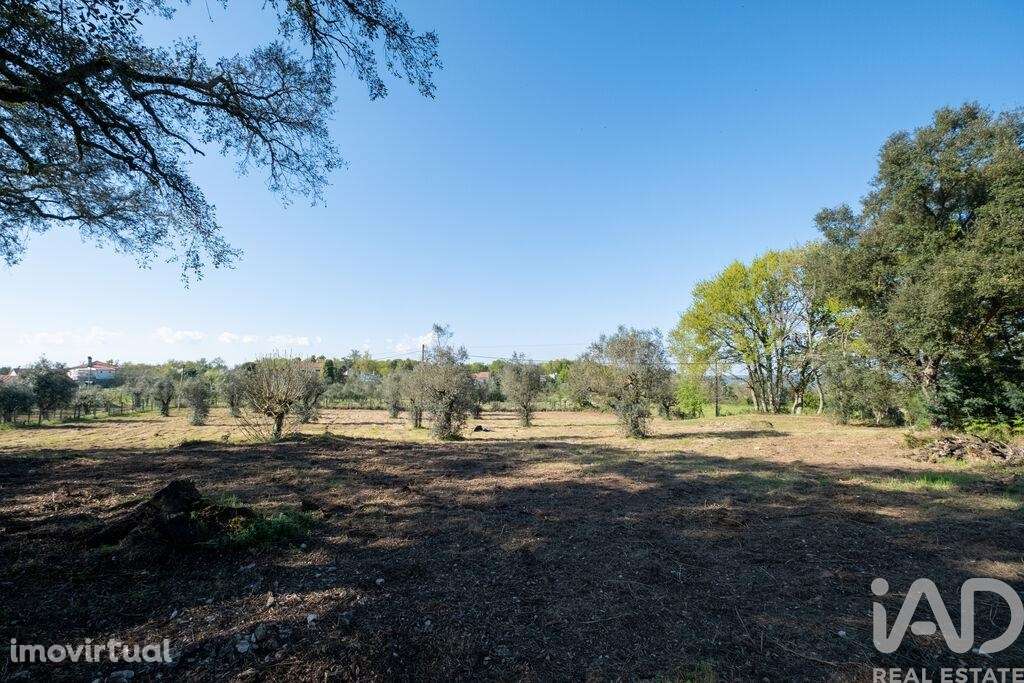 Terreno em Ovoa e Vimieiro - Grande imagem: 5/15