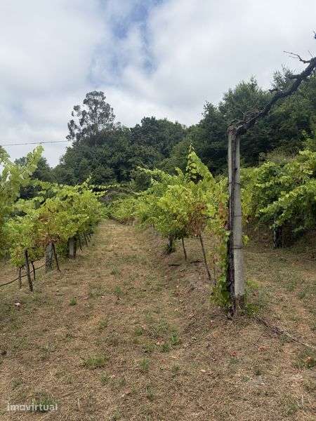 Terreno agricola - Grande imagem: 3/5