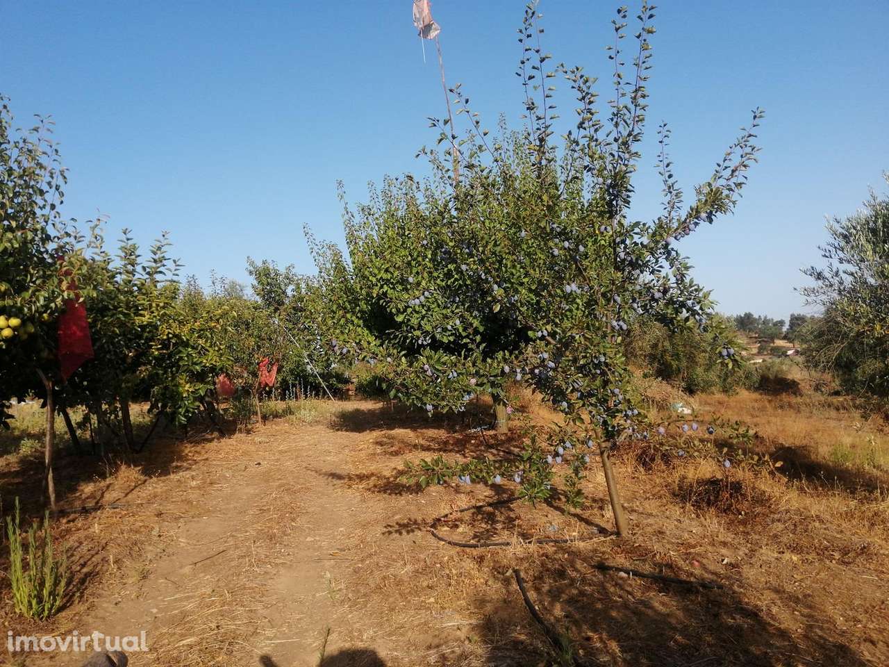 Quinta - Grande imagem: 3/7