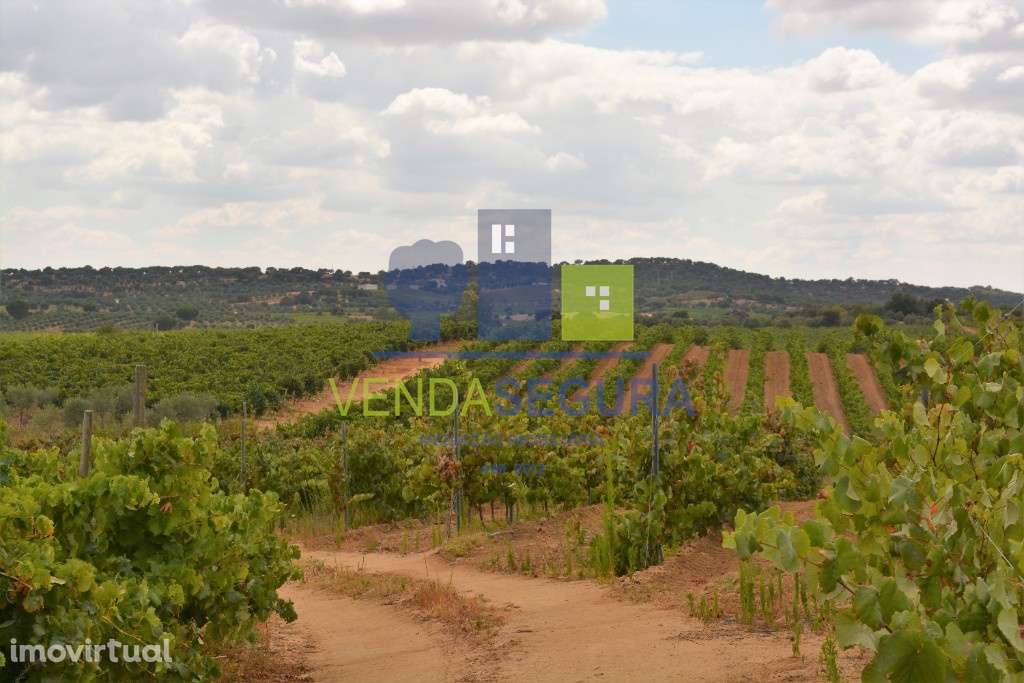 Propriedade vinícola, em Vila de Frades, Vidigueira - Grande imagem: 4/9