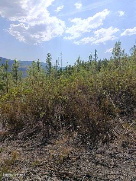 Terreno florestal 11.000 mts - Grande imagem: 5/6