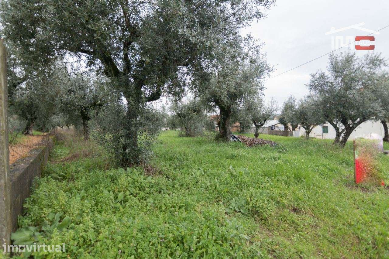 Terreno de semeadura e pousio com 16 oliveiras - Grande imagem: 3/5