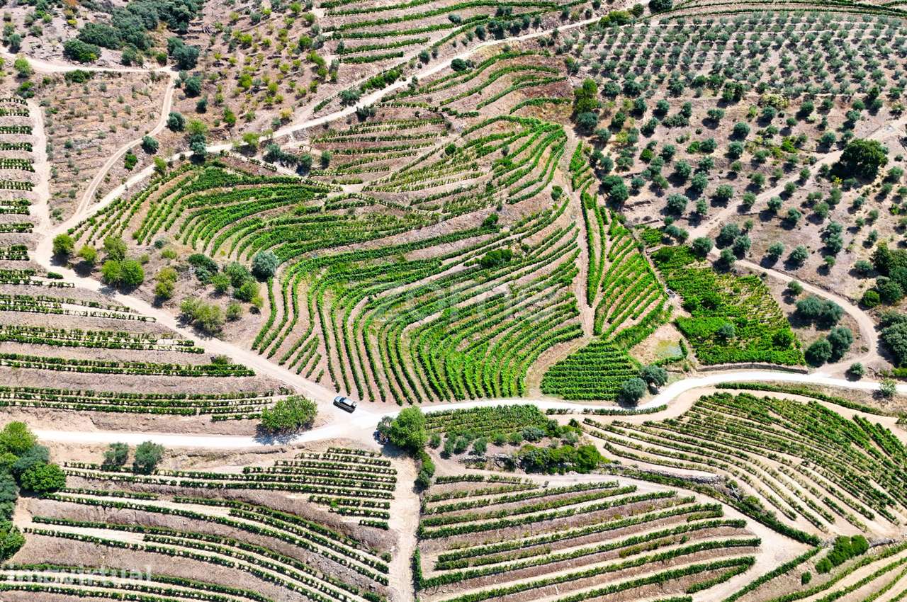 Terreno com 20.163 m² e Vistas Deslumbrantes sobre o Rio Douro - Grande imagem: 3/18