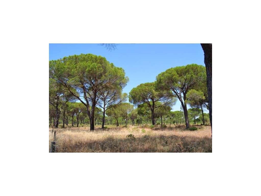 INVESTIMENTO: Terreno de 25ha para Hotel Rural no Carvalhal - Grande imagem: 2/8