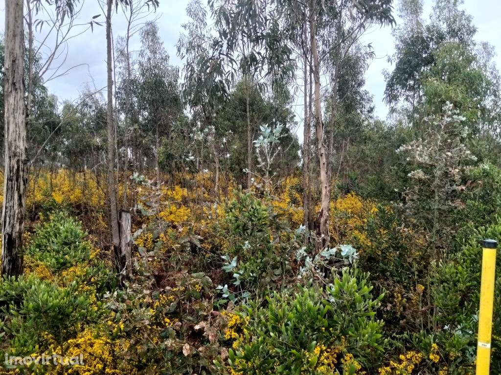 Terreno para construção de pavilhão - Zona Industrial Albergaria -a... - Grande imagem: 3/16